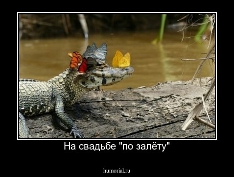 На свадьбе "по залёту"