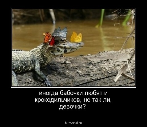 иногда бабочки любят и крокодильчиков, не так ли, девочки? 