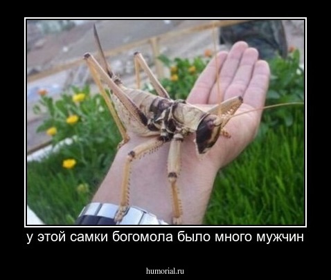 у этой самки богомола было много мужчин