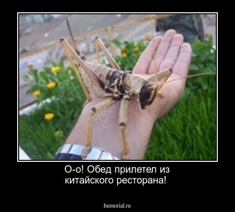 О-о! Обед прилетел из китайского ресторана! 