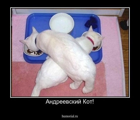 Андреевский Кот!