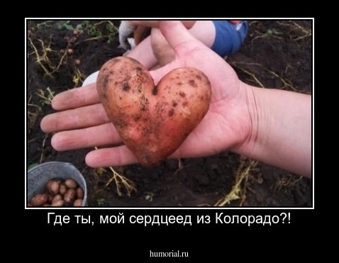 Где ты, мой сердцеед из Колорадо?!