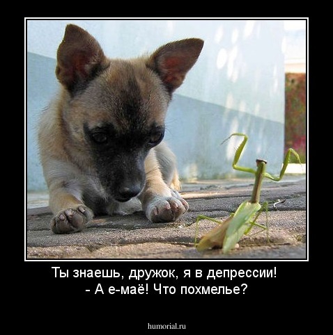 Ты знаешь, дружок, я в депрессии! 
- А е-маё! Что похмелье?