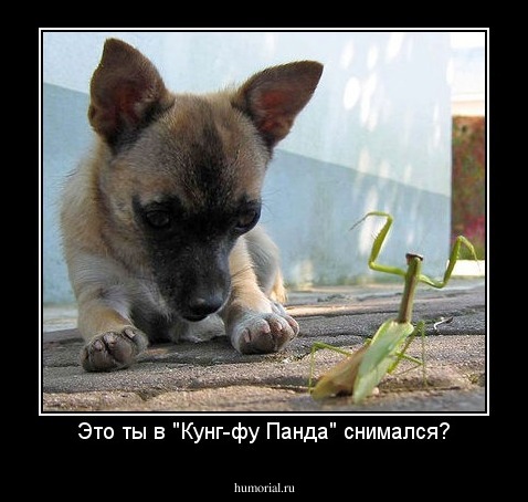Это ты в "Кунг-фу Панда" снимался?