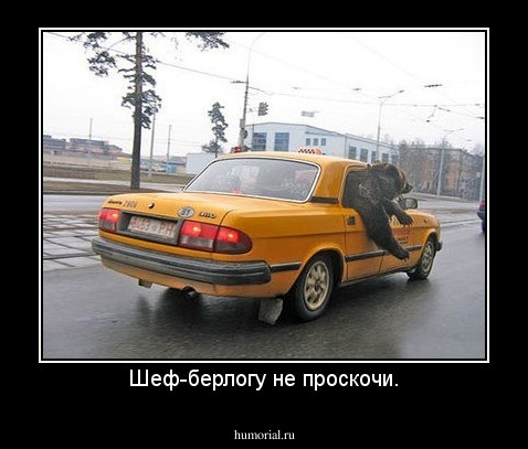 Шеф-берлогу не проскочи.