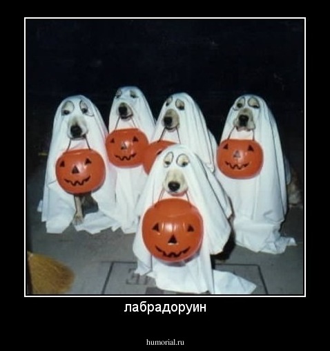 лабрадоруин