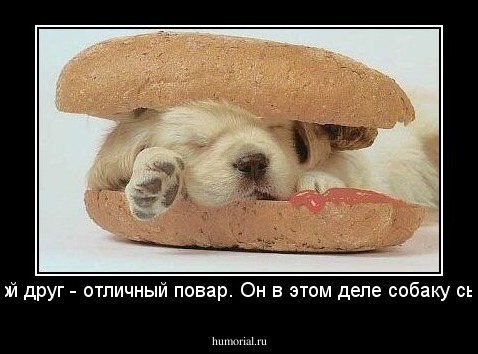 Мой друг - отличный повар. Он в этом деле собаку сьел
