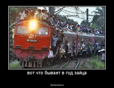 вот что бывает в год зайца