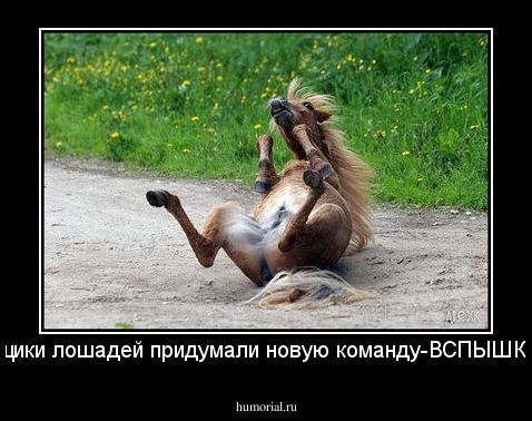 дрессировщики лошадей придумали новую команду-ВСПЫШКА СЛЕВА!!!!