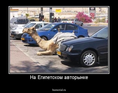 На Египетском авторынке