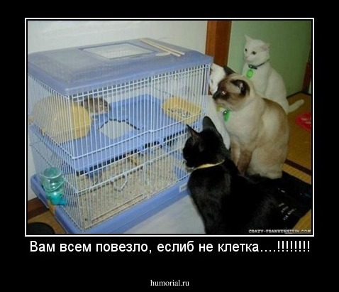 Вам всем повезло, еслиб не клетка....!!!!!!!!