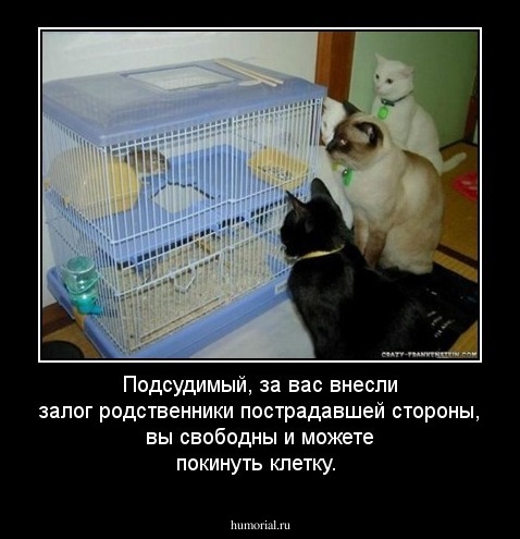 Подсудимый, за вас внесли залог родственники пострадавшей стороны, вы свободны и можете покинуть клетку.