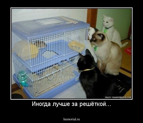 Иногда лучше за решёткой...