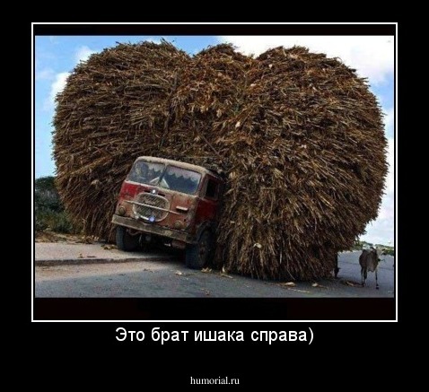 Это брат ишака справа)