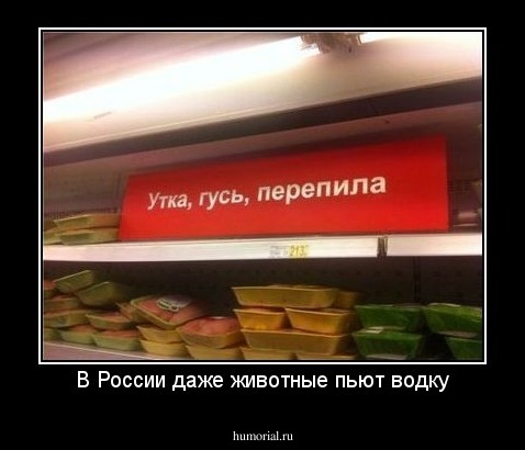 В России даже животные пьют водку