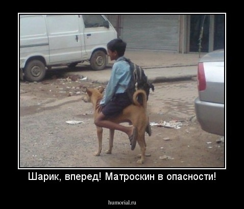 Шарик, вперед! Матроскин в опасности!