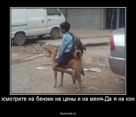 посмотрите на бензин на цены и на меня-Да я на коне!