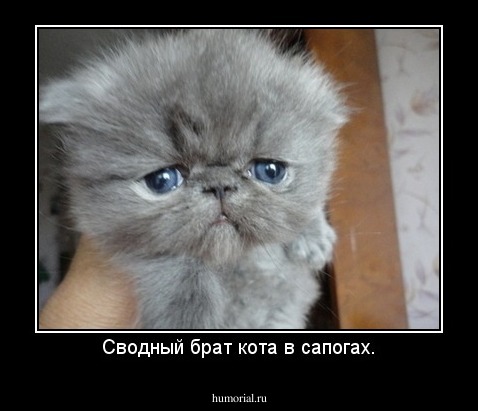 Сводный брат кота в сапогах.