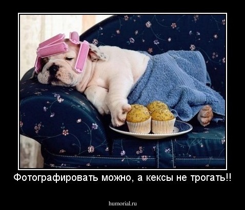 Фотографировать можно, а кексы не трогать!!