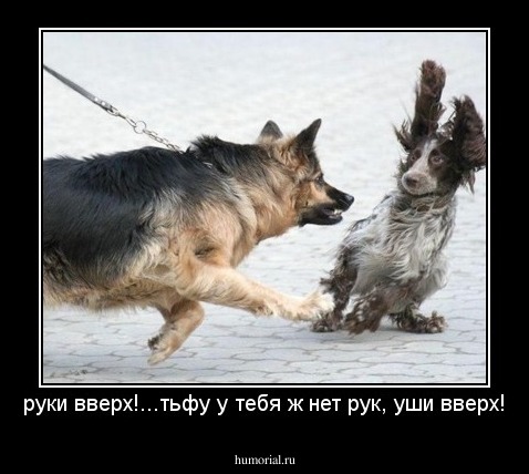 руки вверх!...тьфу у тебя ж нет рук, уши вверх!