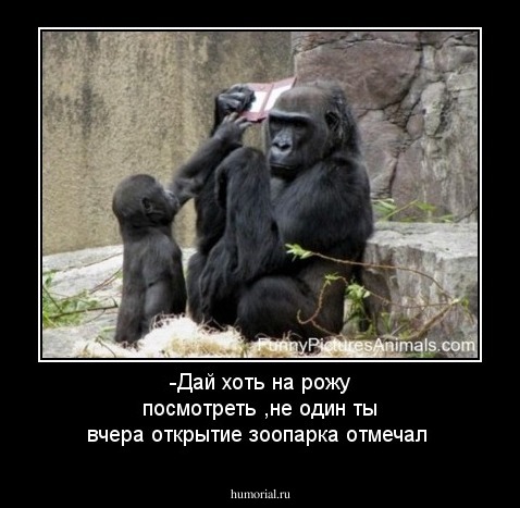 -Дай хоть на рожу посмотреть ,не один ты вчера открытие зоопарка отмечал