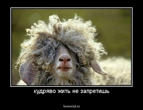 кудряво жить не запретишь