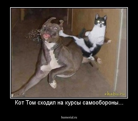Кот Том сходил на курсы самообороны...