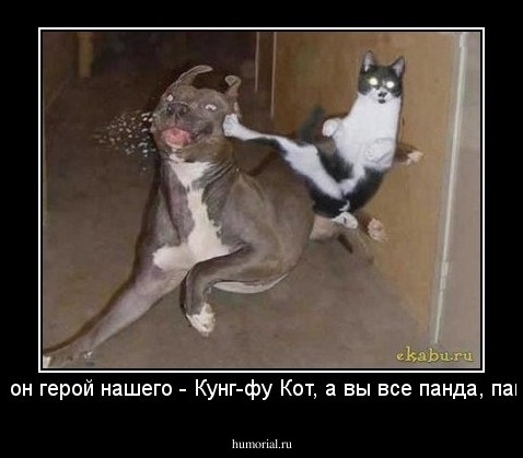 Вот он герой нашего - Кунг-фу Кот, а вы все панда, панда.