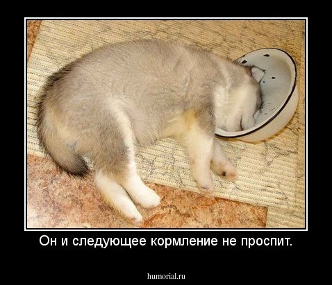 Он и следующее кормление не проспит.