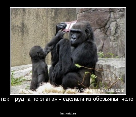 - Сынок, труд, а не знания - сделали из обезьяны  человека.
