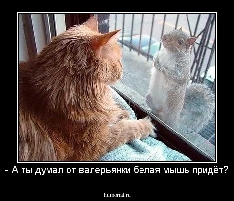 - А ты думал от валерьянки белая мышь придёт?