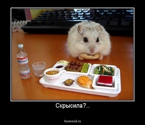 Скрысила?..