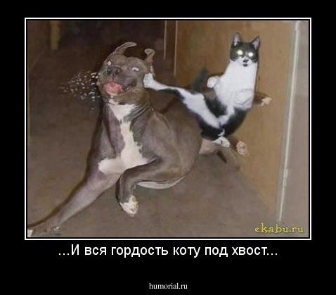 ...И вся гордость коту под хвост...