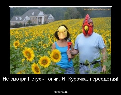 Не смотри Петух - топчи. Я  Курочка, переодетая!