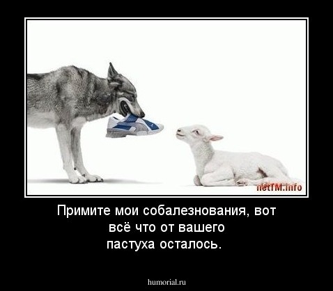 Примите мои собалезнования, вот всё что от вашего пастуха осталось.