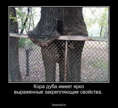 Кора дуба имеет ярко выраженные закрепляющие свойства.