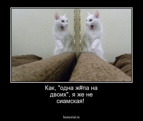 Как, "одна ж#па на двоих", я же не сиамская!