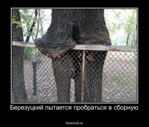 Березуцкий пытается пробраться в сборную