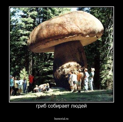 гриб собирает людей