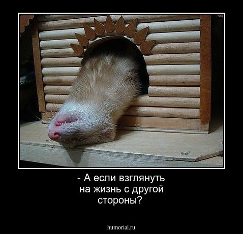 - А если взглянуть на жизнь с другой стороны?