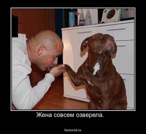 Жена совсем озверела.   