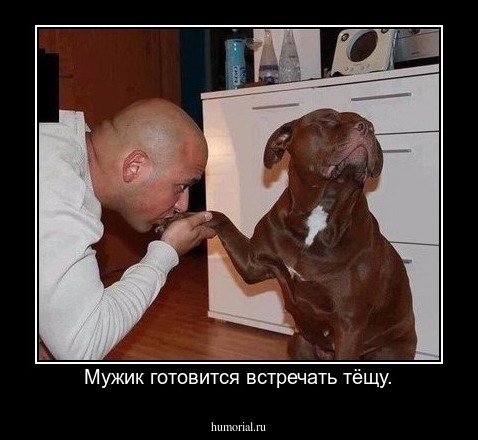 Мужик готовится встречать тёщу.