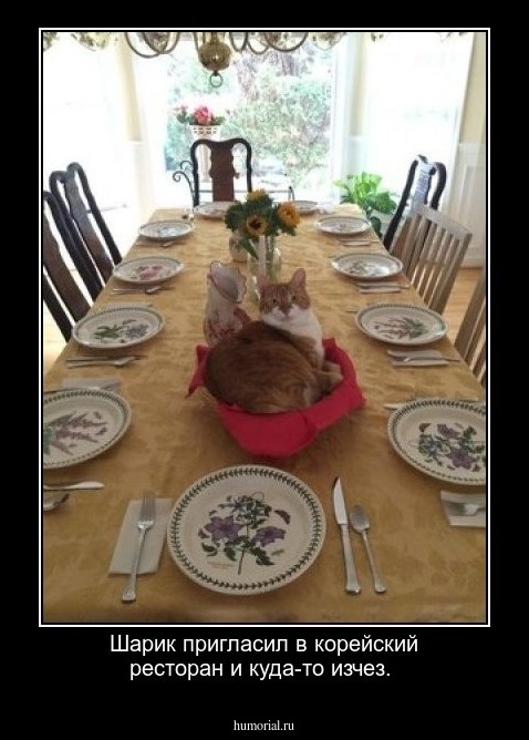 Шарик пригласил в корейский ресторан и куда-то изчез.