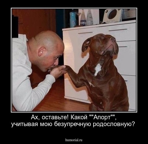Ах, оставьте! Какой ""Апорт"", учитывая мою безупречную родословную?