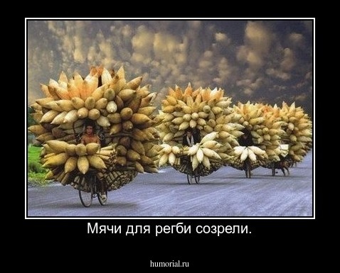 Мячи для регби созрели.