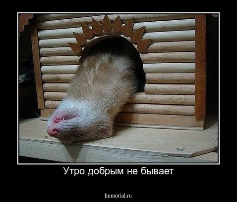 Утро добрым не бывает
