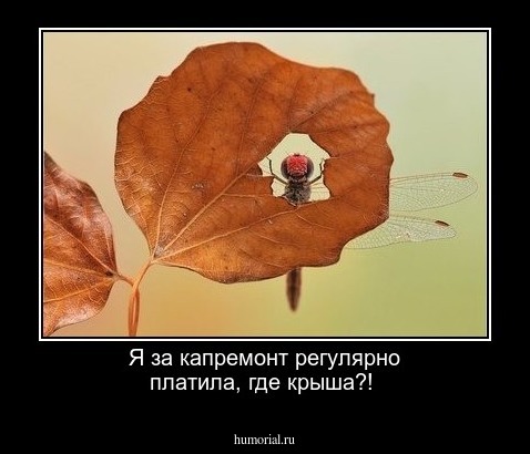 Я за капремонт регулярно платила, где крыша?!