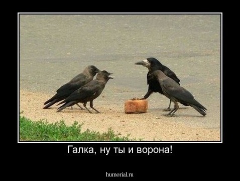 Галка, ну ты и ворона!