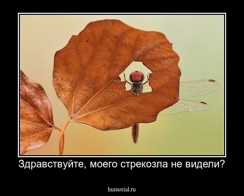 Здравствуйте, моего стрекозла не видели?