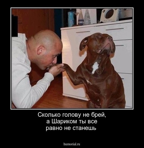 Сколько голову не брей, а Шариком ты все равно не станешь